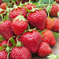 Confiture de fraise mara des bois & menthe artisanale